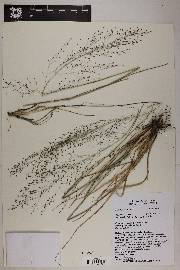 Eragrostis intermedia image