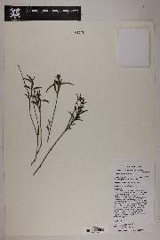 Carlowrightia arizonica image