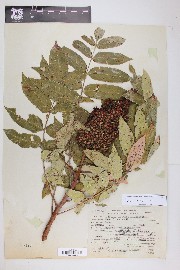 Rhus glabra image