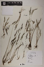 Vulpia microstachys var. ciliata image