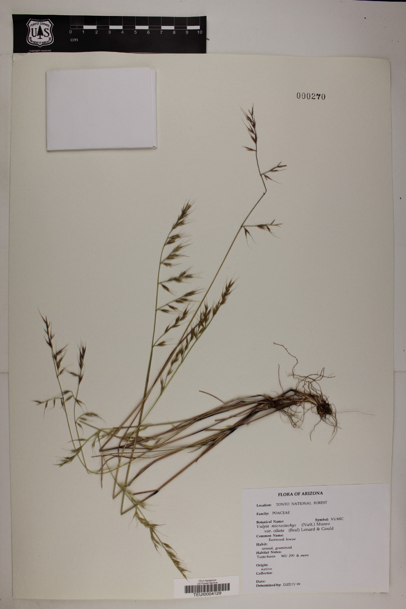 Vulpia microstachya image