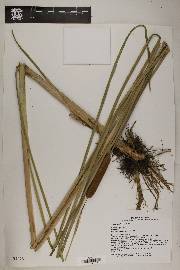 Typha domingensis image