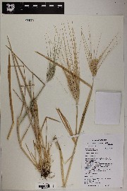 Triticum aestivum image