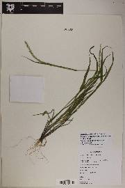 Setaria leucopila image