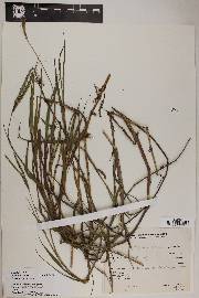 Paspalum distichum image