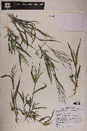 Panicum alatum var. minus image