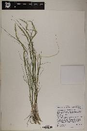 Muhlenbergia polycaulis image