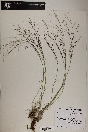 Muhlenbergia arenicola image