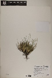 Muhlenbergia richardsonis image