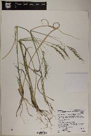 Muhlenbergia virescens image