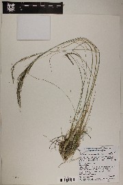 Muhlenbergia montana image