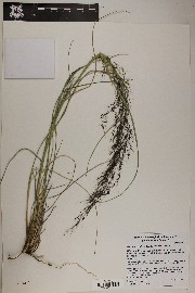 Muhlenbergia rigida image