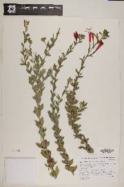 Epilobium canum image