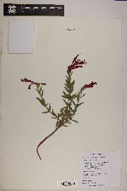 Epilobium canum image