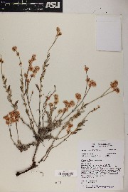 Eriogonum wrightii image