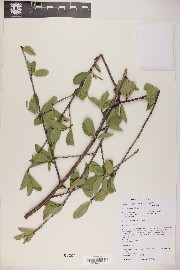 Prunus emarginata var. emarginata image