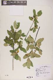 Frangula californica image