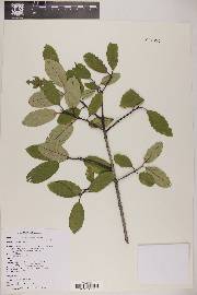 Frangula californica subsp. ursina image