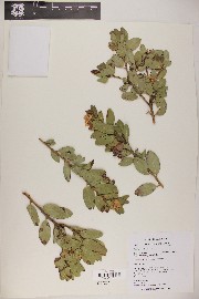 Arctostaphylos pringlei image