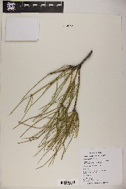 Ephedra fasciculata image