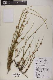 Ephedra trifurca image