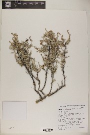 Atriplex polycarpa image