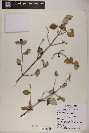 Lonicera albiflora image