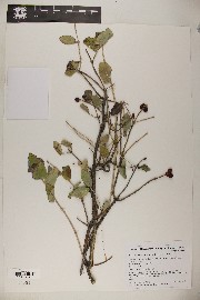 Lonicera albiflora image