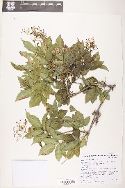 Sambucus cerulea image