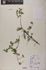 Symphoricarpos oreophilus image