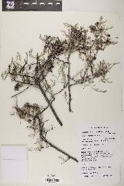 Krameria erecta image