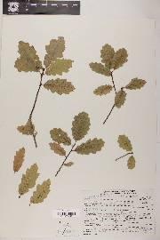 Image of Quercus gambelii x turbinella