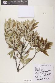 Quercus hypoleucoides image