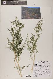 Galium stellatum image