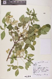 Ptelea trifoliata image