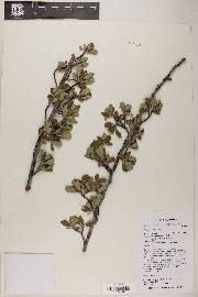 Cercocarpus montanus image