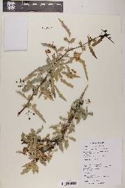 Berberis haematocarpa image