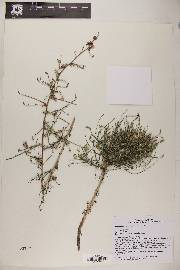 Stephanomeria pauciflora image