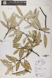 Quercus hypoleucoides image