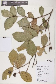 Quercus rugosa image