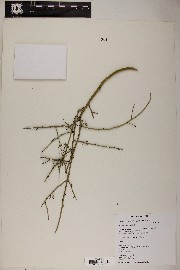 Parkinsonia microphylla image