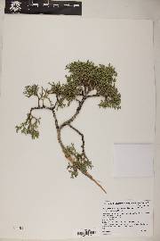 Juniperus osteosperma image