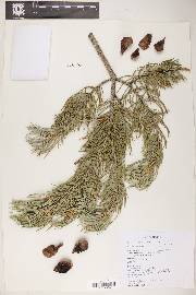 Pinus monophylla var. fallax image