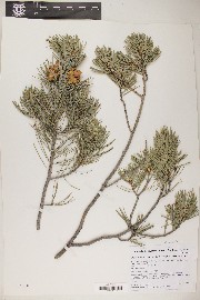 Pinus cembroides image