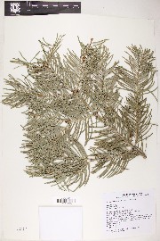 Abies concolor image