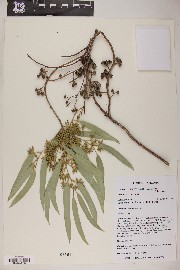 Eucalyptus camaldulensis image