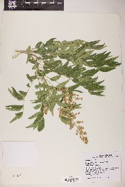 Sapindus saponaria image