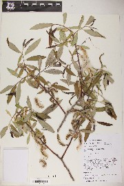 Salix laevigata image