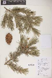 Pseudotsuga menziesii image