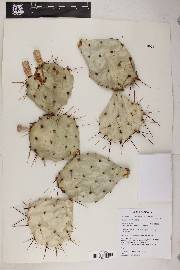 Opuntia phaeacantha image